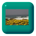 Evangelho Segundo S. Marcos